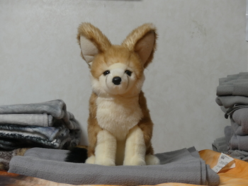 Unnamed 5 (Fennec Fox, Douglas)
